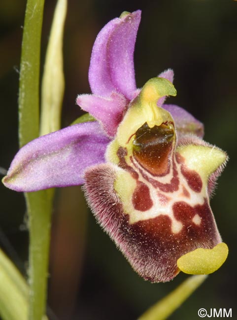 Ophrys annae