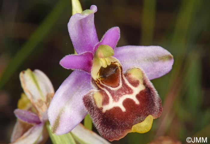 Ophrys annae