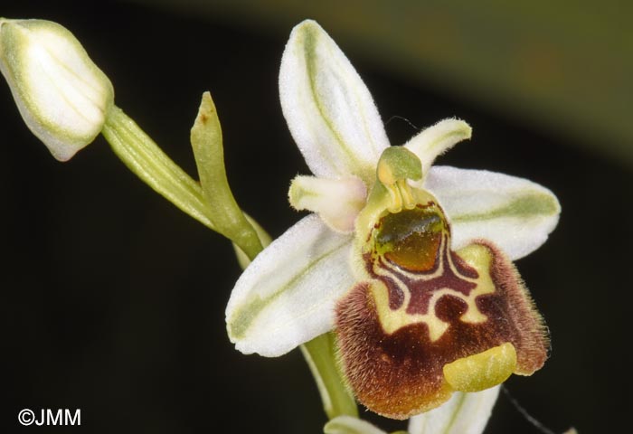 Ophrys annae