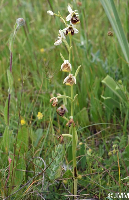 Ophrys annae