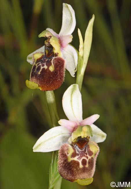 Ophrys annae