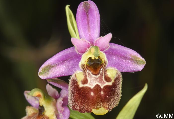 Ophrys annae