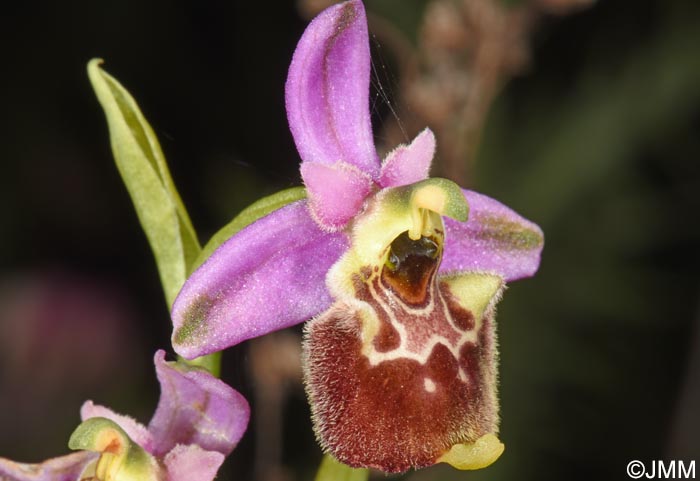 Ophrys annae