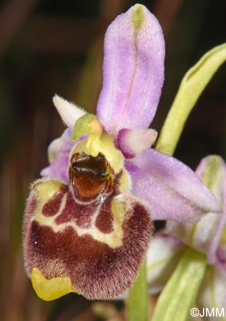 Ophrys annae