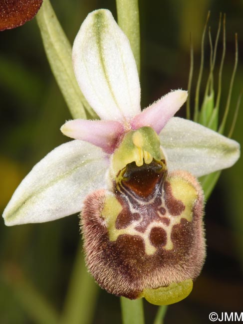 Ophrys annae