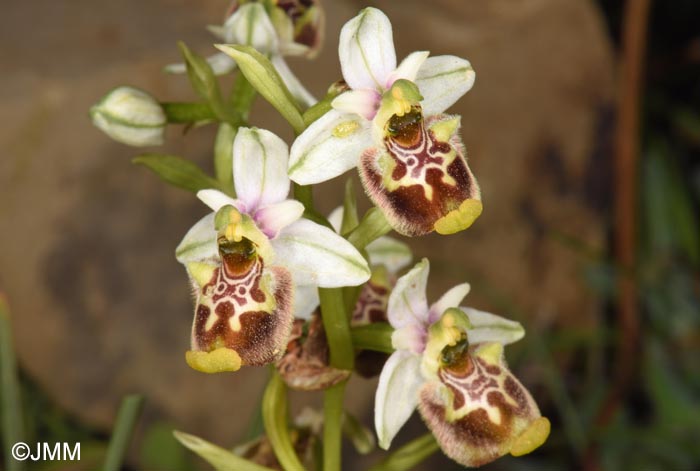 Ophrys annae