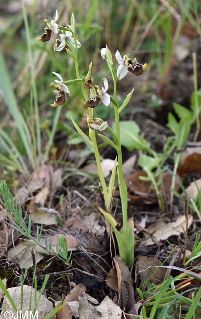 Ophrys annae