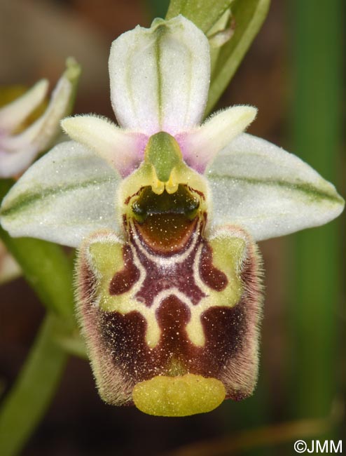 Ophrys annae