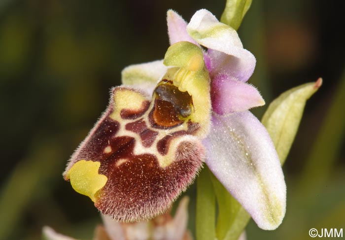 Ophrys annae