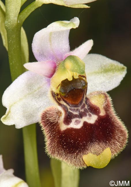 Ophrys annae