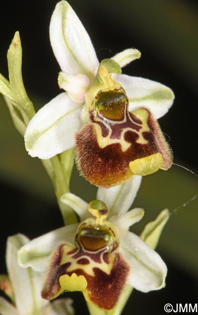 Ophrys annae