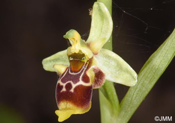 Ophrys conradiae