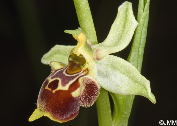 Ophrys conradiae