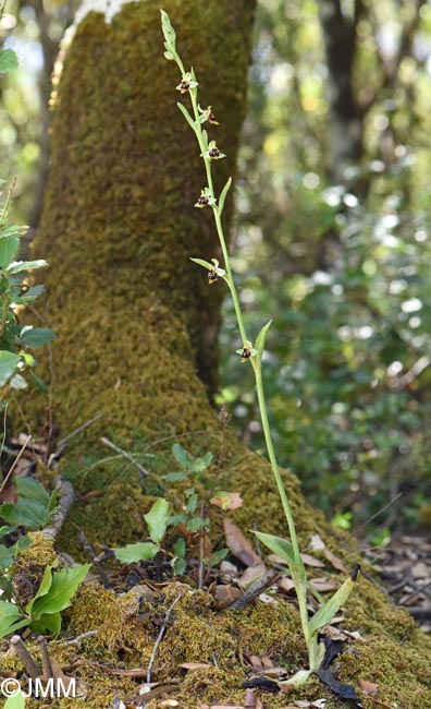 Ophrys conradiae