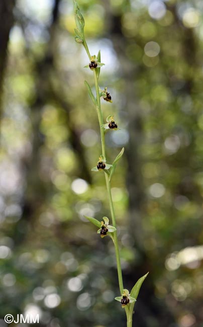 Ophrys conradiae