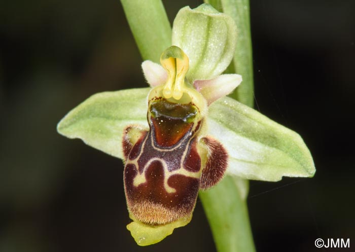 Ophrys conradiae