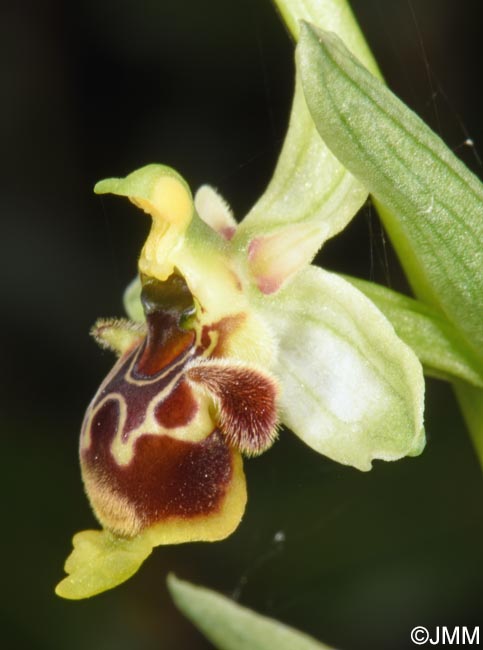 Ophrys conradiae