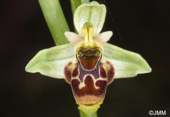 Ophrys conradiae