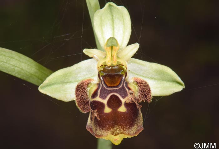 Ophrys conradiae