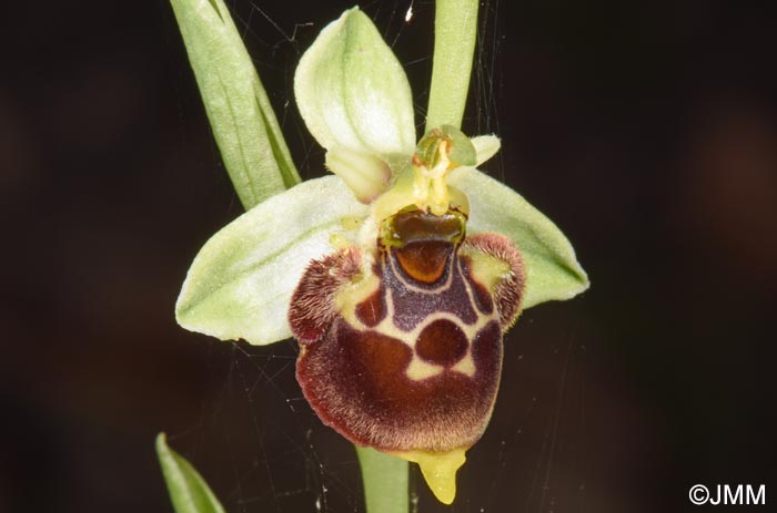 Ophrys conradiae