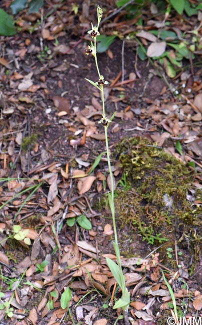 Ophrys conradiae