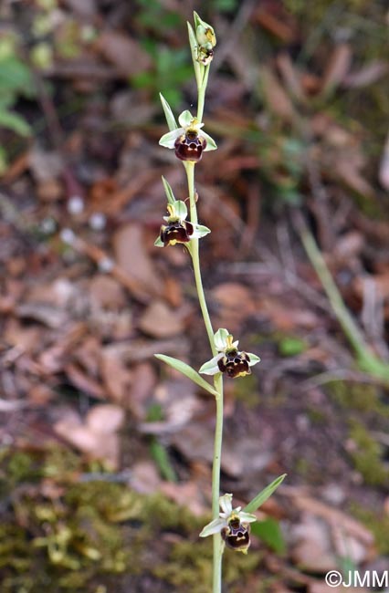 Ophrys conradiae