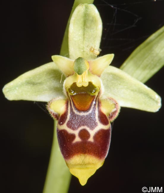 Ophrys conradiae