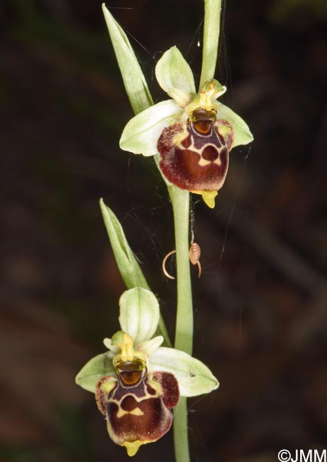 Ophrys conradiae