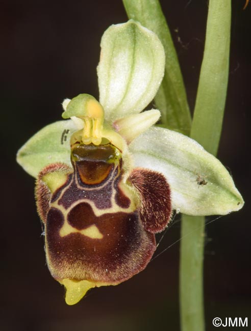 Ophrys conradiae