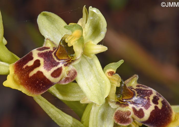 Ophrys conradiae