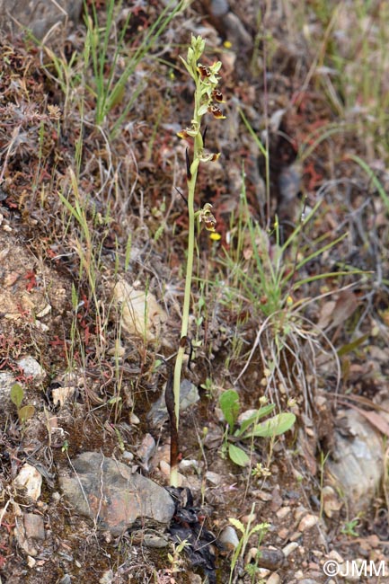 Ophrys conradiae