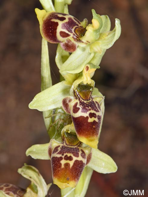 Ophrys conradiae