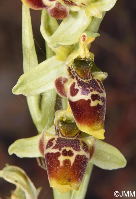 Ophrys conradiae