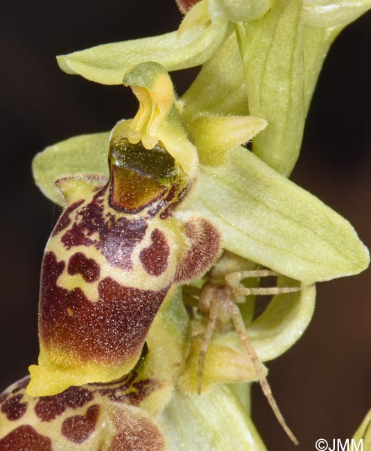 Ophrys conradiae