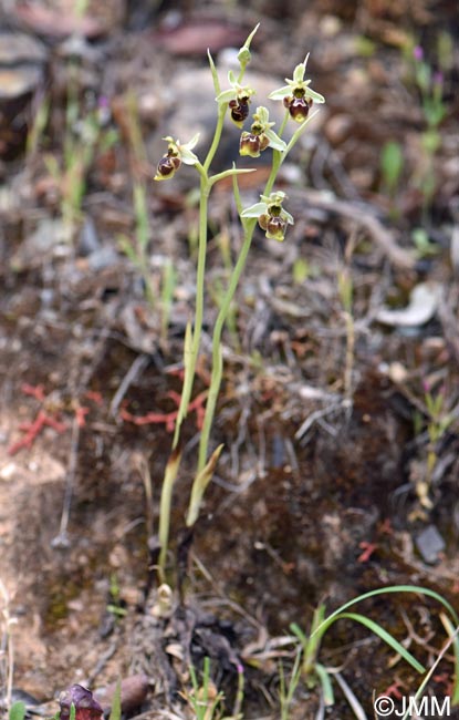 Ophrys conradiae