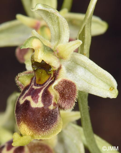 Ophrys conradiae