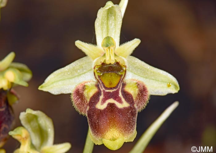 Ophrys conradiae