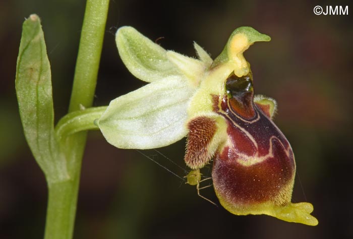 Ophrys conradiae