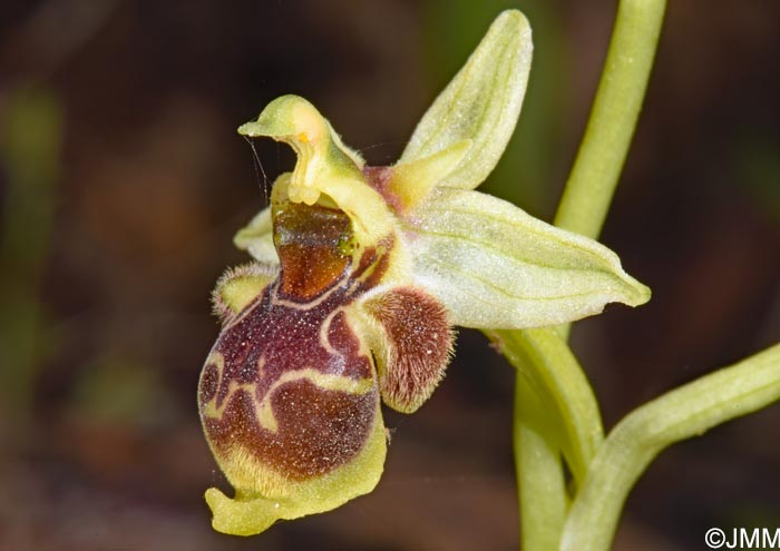 Ophrys conradiae