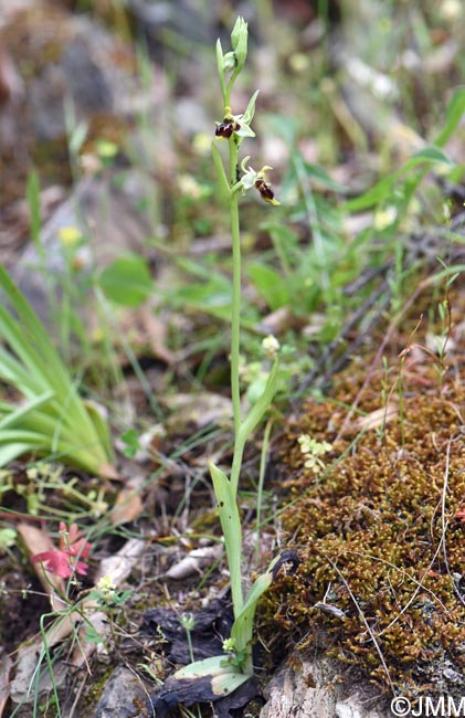 Ophrys conradiae