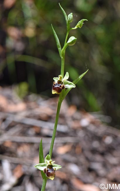 Ophrys conradiae