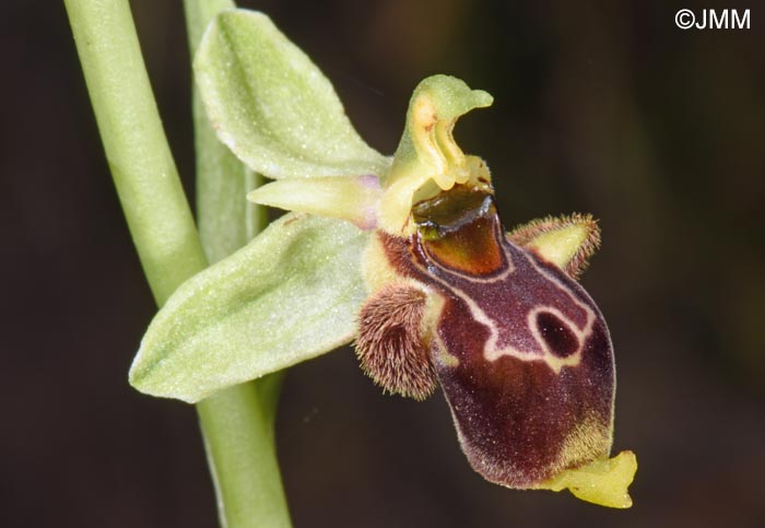 Ophrys conradiae