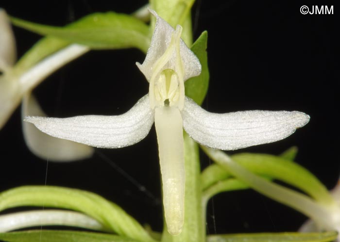 Platanthera kuenkelei subsp. kuenkelei var. sardoa = Platanthera kuenkelei var. sardoa