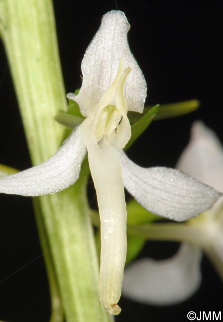 Platanthera kuenkelei subsp. kuenkelei var. sardoa = Platanthera kuenkelei var. sardoa