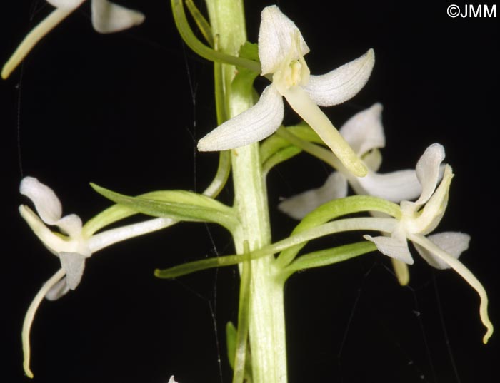 Platanthera kuenkelei subsp. kuenkelei var. sardoa = Platanthera kuenkelei var. sardoa