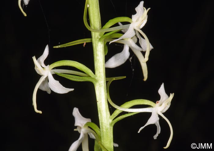 Platanthera kuenkelei subsp. kuenkelei var. sardoa = Platanthera kuenkelei var. sardoa