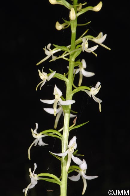 Platanthera kuenkelei subsp. kuenkelei var. sardoa = Platanthera kuenkelei var. sardoa