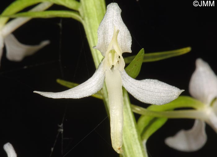 Platanthera kuenkelei subsp. kuenkelei var. sardoa = Platanthera kuenkelei var. sardoa