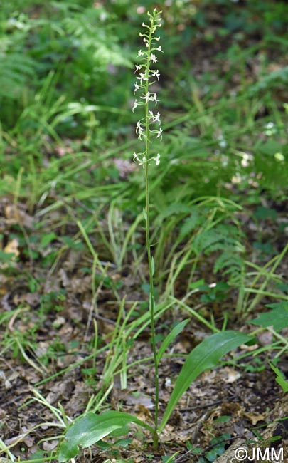 Platanthera kuenkelei subsp. kuenkelei var. sardoa = Platanthera kuenkelei var. sardoa