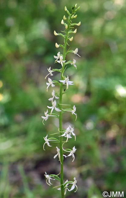 Platanthera kuenkelei subsp. kuenkelei var. sardoa = Platanthera kuenkelei var. sardoa